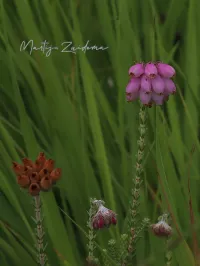 Heidefamilie [Ericaceae]